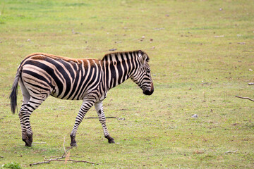 Zebra in the run