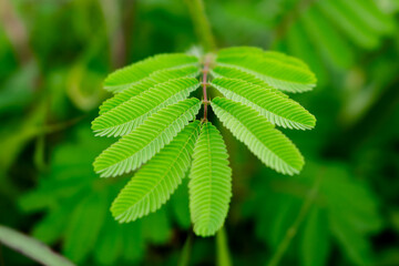 Detail view of mimosa pudica L (Putri Malu in Indonesian) leaves, use this for wallpaper or background.