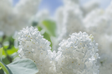 The photo shows a close-up of white lilac flowers.