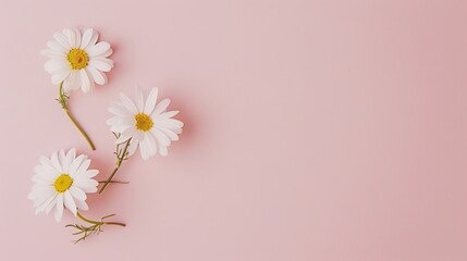 Fototapeta premium White minimalist romantic flower background. A serene and elegant display of delicate blooms against a pure white backdrop. Symbolizing simplicity and beauty.
