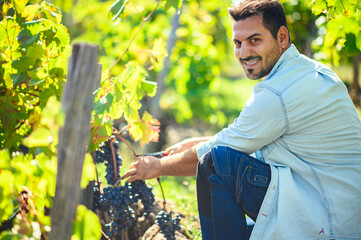 Winemaker harvesting ripe grapes in vineyard during wine harvest