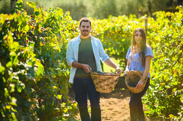 Winemakers couple walking in vineyard during wine grape harvest