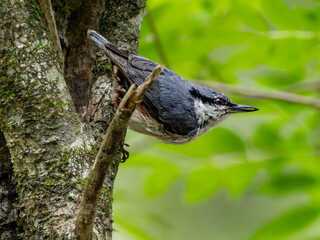森の中で樹木の幹を移動しながらエサを見つけたゴジュウカラ