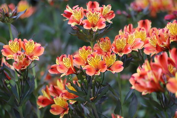 Obraz premium Alstroemeria aurea, commonly called Peruvian lily or incas.
