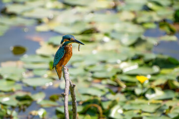Common kingfisher (Alcedo atthis) or Eurasian kingfisher or river kingfisher with a prey. Nature reserve of the Isonzo river mouth, Isola della Cona, Friuli Venezia Giulia, Italy. Copy space image.