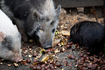 Wild boar at feeding. 