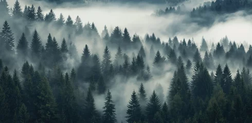 Poster Mistig bos Mystical landscape of rising fog amidst forest trees in Black Forest Germany. Panoramic banner featuring enchanting atmosphere of misty, moody nature.  © miss irine