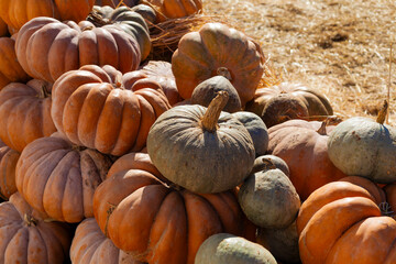 Pile of fresh, organic pumpkins in a market or pumpkin patch setting