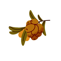 Autumnal branch of sea buckthorn icon. Twig of fruit tree with berries in hand drawn style. Fall foliage, small leaves on sprig. Autumn season. Flat isolated vector illustration on white background