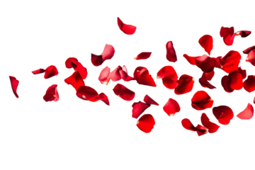 Tropical red flower petals falling in the air, beautiful floral levitation isolated on transparent background.
