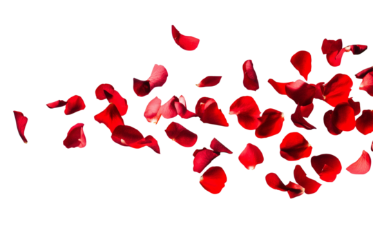 Tropical red flower petals falling in the air, beautiful floral levitation isolated on transparent background.