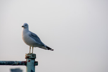 Möwe auf einem Poller