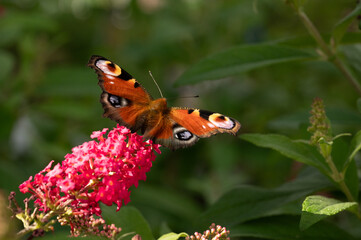 Peacock butterfly (Aglais io) on summer lilacs