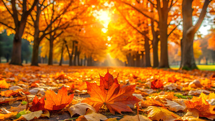 autumn leaves in the park for your design