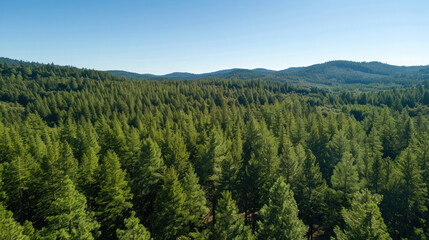 Obraz premium Aerial view of a coniferous forest canopy, with tall, evergreen trees forming a dense, dark green blanket, stretching across a hilly landscape under a clear blue sky.