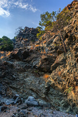 A pine branch on the cliff side, illuminated by the sun against the background of stones and sky