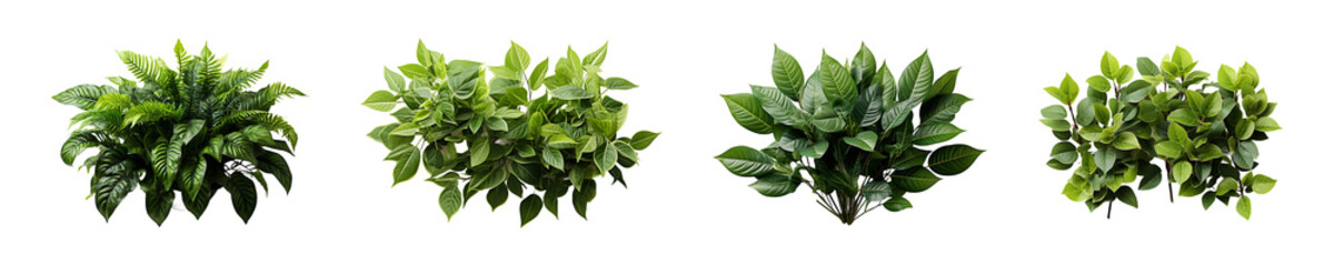 Fototapeta premium Set, Collection of Foliage Plant isolated on transparent background.