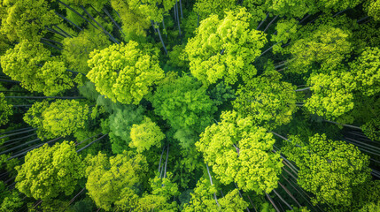 Naklejka premium Aerial perspective of a forest canopy in spring, with fresh, bright green leaves covering the trees, signaling new growth and the vibrant renewal of life