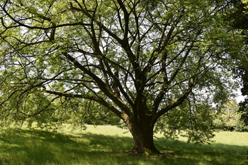 Obraz premium tree in the park