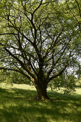 A large tree on the lawn. An old oak tree growing in the park