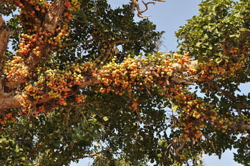 The Ficus Sycomorus on farmland. In a ripening state