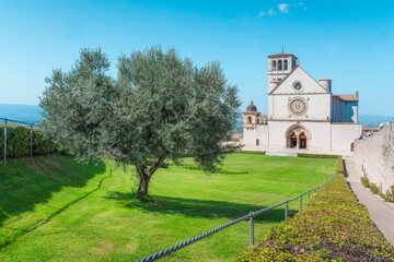 Naklejka premium Assisi, San Francesco Basilica church and an olive tree. Umbria, Italy.