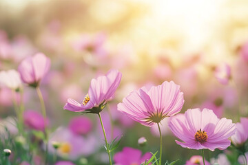 Obraz premium Field of cosmos flower 