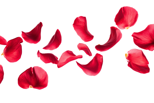 Flying red petals in spring, beautiful floral levitation isolated on transparent background