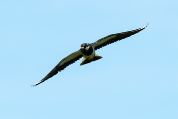 Vanneau huppé,.Vanellus vanellus, Northern Lapwing