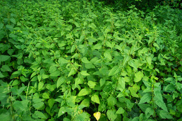 Grande ortie, Ortie dioïque, Ortie, Urtica dioica