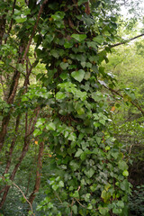 Hedera helix, Lierre