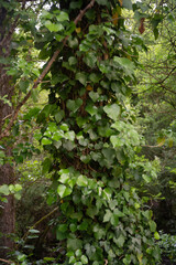 Hedera helix, Lierre
