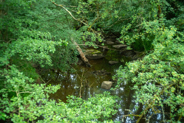 Rivière La Vonne, Ménigoute, Deux Sèvres, 79, France