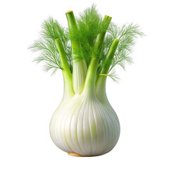 Fresh Fennel Bulb on a transparent background.