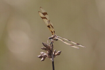 Halloween Pennant dragonfly in marsh in late summer