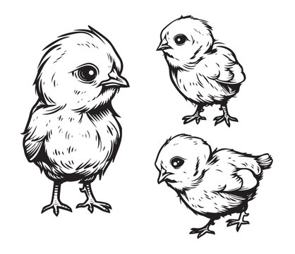 Easter chick or chicken cartoon character