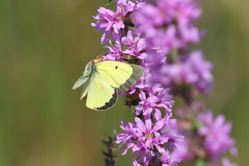 Yellow Clouded Sulpher butterfly