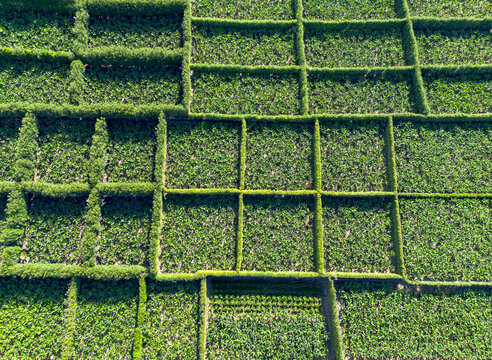 Bananas. Bananal. Planta&ccedil;&atilde;o de bananeiras para produ&ccedil;&atilde;o de bananas nos A&ccedil;ores. 