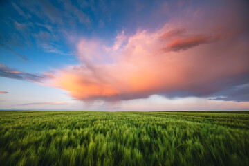 A gorgeous storm cloud with rain, illuminated by the rays of the sun at sunset.