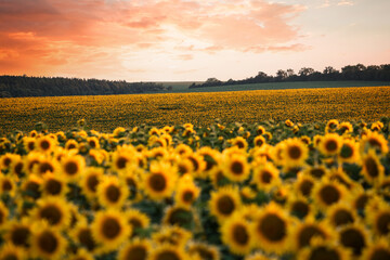Fototapeta premium Splendid scene of vivid yellow sunflowers in the evening.