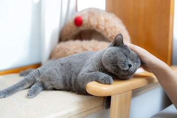 Plakat British shorthair cat lying on the sofa armrest, enjoying being patted on the head by the pet owner