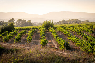 grapevines extending into the sunlit horizon, epitomizing the vastness and meticulous cultivation of vines, representing nature's generosity in Penedes wine regio in Spain