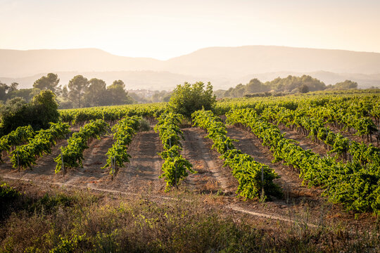 grapevines extending into the sunlit horizon, epitomizing the vastness and meticulous cultivation of vines, representing nature's generosity in Penedes wine regio in Spain
