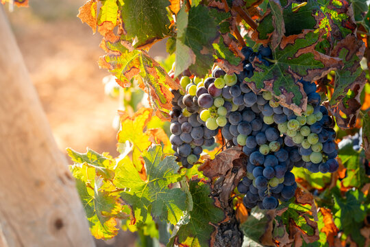 Cluster of red and green wine grapes hang on a vine amidst leaves touched by the warm sunlight, evoking the beauty and promise of the upcoming harvest season in Penedes wine regio in Spain