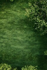 Lush Green Lawn with Vibrant Foliage in Natural Outdoor Environment