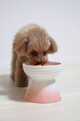 ごはんを一生懸命食べるトイ・プードル