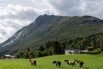 the beautiful scenery and landscapes of the Norwegian Fjords