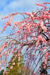 田上梅林公園（新潟県）