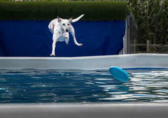  2023-12-31 A WHITE WHIPPET JIMPING OFF A DECK INTO A POOL AFTER A ROUND BLUE TOY UST BEFORE...