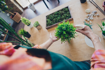 Cropped photo of pensioner lady florist hands water spray plant care treatment wear apron working flower shop studio small business